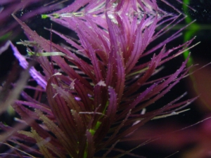 Limnophila Aromatica - Purple